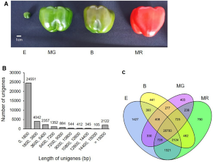 Expression profiles of genes involved in sugar metabolism during fruit development and ripening of paprika (Capsicum annuum L.)