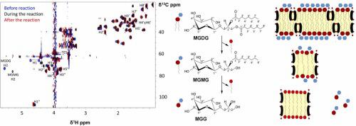 Monitoring galactolipid digestion and simultaneous changes in lipid-bile salt micellar organization by real-time NMR spectroscopy