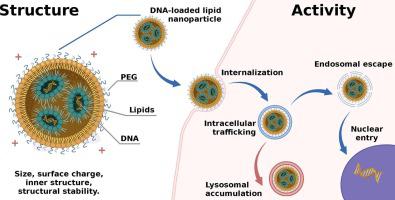 Investigating the mechanism of action of DNA-loaded PEGylated lipid nanoparticles