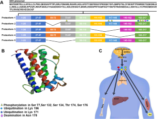 Growth hormone proteoformics atlas created to promote predictive, preventive, and personalized approach in overall management of pituitary neuroendocrine tumors.