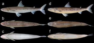 Saurida fortis, a new species of lizardfish (Aulopiformes: Synodontidae) from the northwestern Pacific Ocean