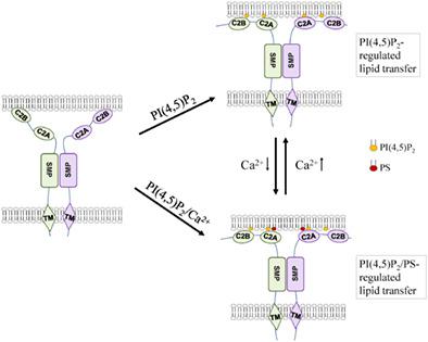 Arabidopsis synaptotagmin 1 mediates lipid transport in a lipid composition‐dependent manner