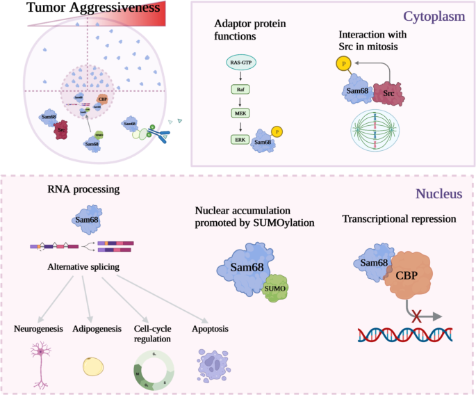 Sam68 is a druggable vulnerability point in cancer stem cells.