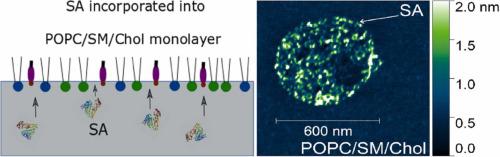 Towards understanding the binding affinity of lipid drug carriers to serum albumin