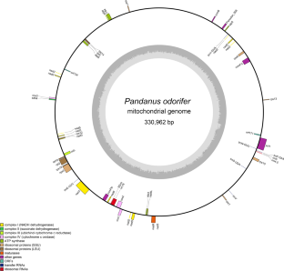 Loss of mitogenome-encoded respiratory genes complemented by nuclear transcripts in halophyte Pandanus odorifer (Forssk.) Kuntze