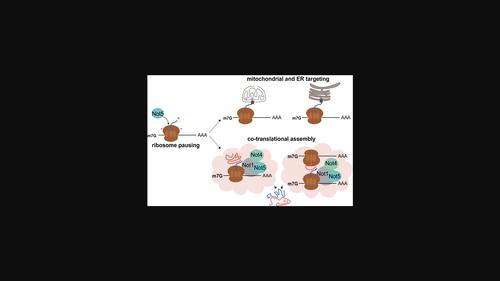 Roles of the CCR4-Not complex in translation and dynamics of co-translation events.