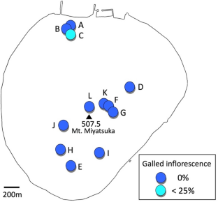 Discovery of the gall midge Schizomyia castanopsisae (Diptera: Cecidomyiidae) inducing inflorescence galls on Castanopsis sieboldii (Fagaceae) from Honshu, Japan and the possibility of its recent range expansion