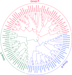 Genome-wide analysis of glutamate receptor gene family in allopolyploid Brassica napus and its diploid progenitors.