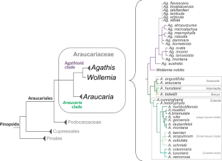 Pathogens of the Araucariaceae: How Much Do We Know?