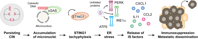 Chromosomal instability drives immunosuppression and metastatic dissemination