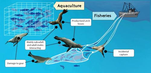 Sea lion and fur seal interactions with fisheries and aquaculture in South American waters: threats and management perspectives