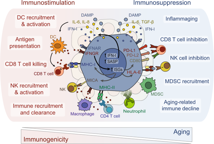 Recent insights into the crosstalk between senescent cells and CD8 T lymphocytes.