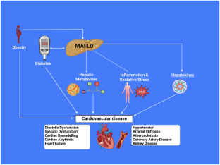 Mechanisms Linking Metabolic-Associated Fatty Liver Disease (MAFLD) to Cardiovascular Disease.