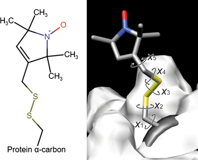 Analyzing CW EPR Spectra of Nitroxide Labeled Macromolecules