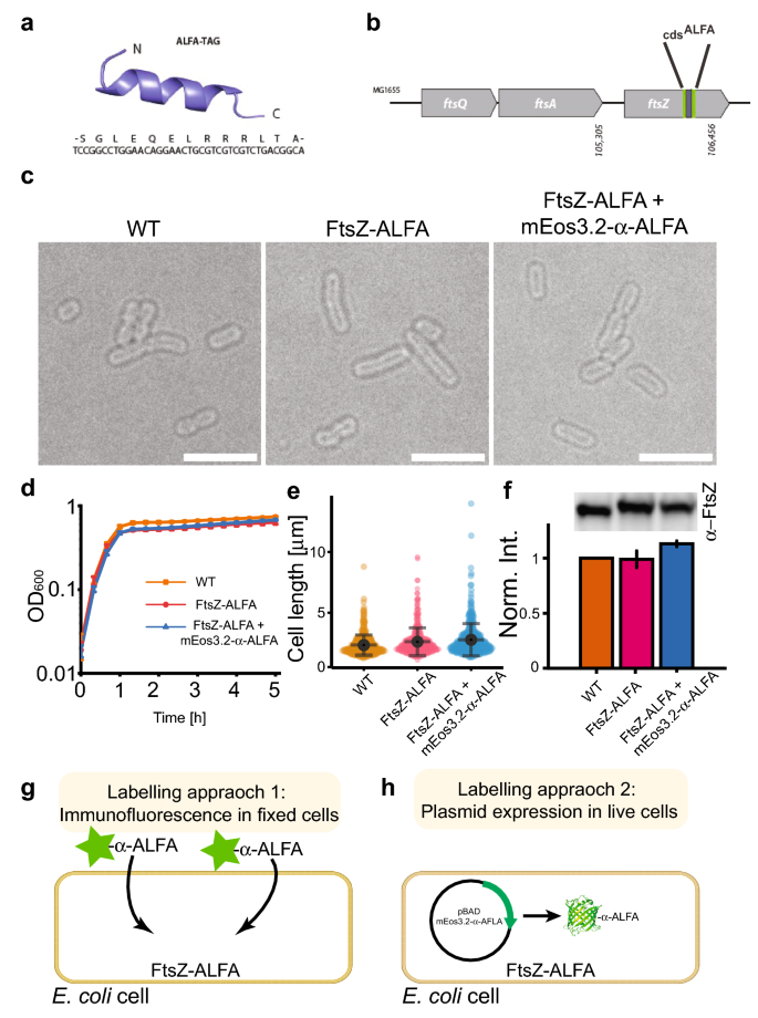 Application of nanotags and nanobodies for live cell single-molecule imaging of the Z-ring in Escherichia coli.