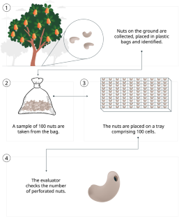 Nut yield and infestation of Anacampsis phytomiella Busck (Lepidoptera: Gelechiidae) in progeny of the dwarf cashew