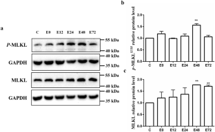 The role of ZBP1 in eccentric exercise-induced skeletal muscle necroptosis.