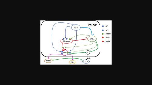 In the parvocellular part of paraventricular nucleus, glutamatergic and GABAergic neurons mediate cardiovascular responses to AngII.