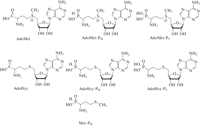 Interaction of DNA Methyltransferase Dnmt3a with Phosphorus Analogs of S-Adenosylmethionine and S-Adenosylhomocysteine