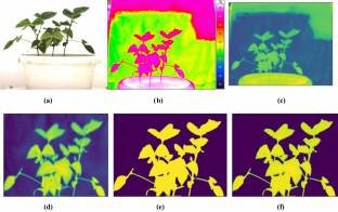 Infrared imaging indices for genotype screening in plant drought responses