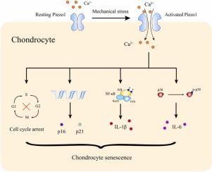 Piezo1 transforms mechanical stress into pro senescence signals and promotes osteoarthritis severity