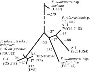 Molecular-Genetic Bases of Differences between Tularaemia Pathogen Subspecies and Francisella tularensis subsp. holarctica Strain Typing