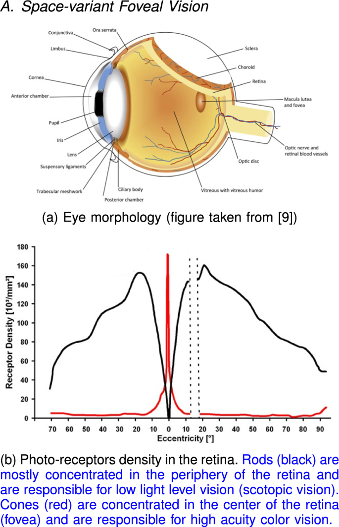 An overview of space-variant and active vision mechanisms for resource-constrained human inspired robotic vision