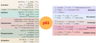 The Role of P53 in Myocardial Ischemia-Reperfusion Injury.