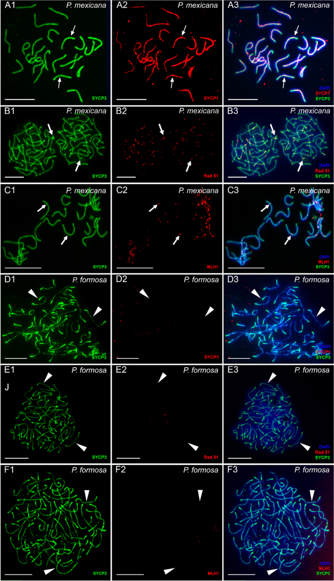 Achiasmatic meiosis in the unisexual Amazon molly, Poecilia formosa.