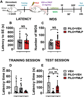 N-Formyl-Methionyl-Leucyl-Phenylalanine Plays a Neuroprotective and Anticonvulsant Role in Status Epilepticus Model.