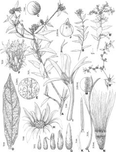 A new species of Lepidaploa (Cass.) Cass. (Vernonieae, Asteraceae) from Mantiqueira range, southeastern Brazil