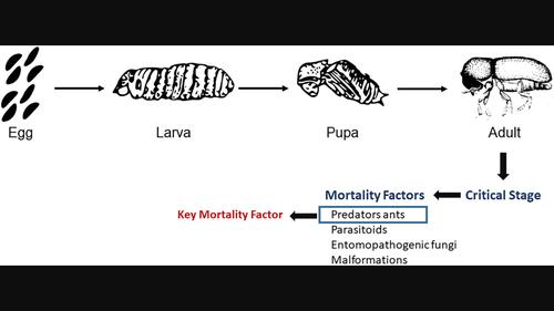 Critical stage and key natural mortality factors of Hypothenemus hampei in commercial coffee plantations