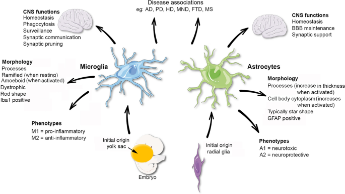 The Neuroimmune System and the Cerebellum.