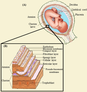 Comparison of the effects of preservation methods on structural, biological, and mechanical properties of the human amniotic membrane for medical applications.