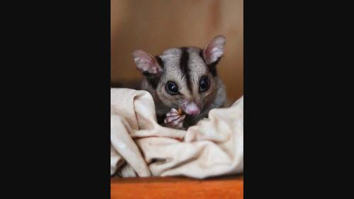 Comparative analysis of behavioural repertoires for Mahogany glider and Brushtail possum using accelerometer loggers and machine learning algorithms