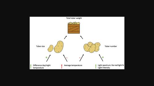 Shedding light on a hot topic: tuberization in potato