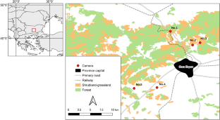 European badger's mating activities associated with moon phase