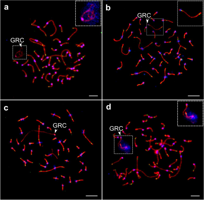 Mendelian nightmares: the germline-restricted chromosome of songbirds