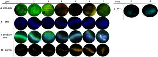 Staphylococcus epidermidis biofilm assembly and self-dispersion: bacteria and matrix dynamics.