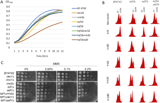 TOF1 and RRM3 reveal a link between gene silencing and the pausing of replication forks.