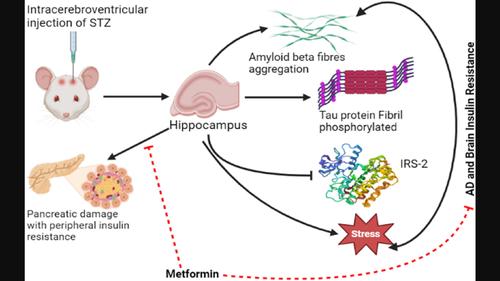 Alzheimer's disease-related brain insulin resistance and the prospective therapeutic impact of metformin