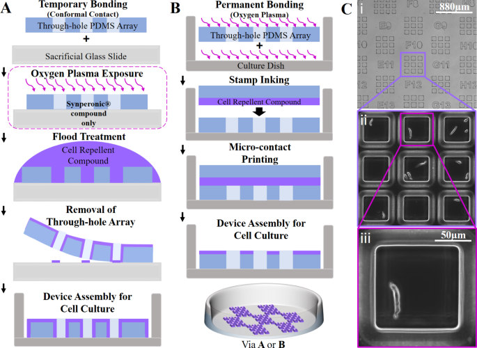 Cellular microarrays for assessing single-cell phenotypic changes in vascular cell populations