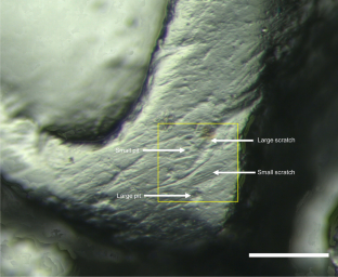 Tooth microwear pattern variation in karst and non-karst peninsular Southeast Asian murine rodents