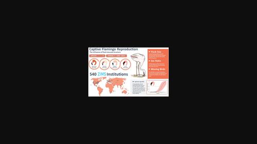 Flock size and structure influence reproductive success in four species of flamingo in 540 captive populations worldwide.