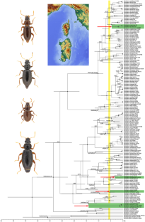 The colonisation of the Tyrrhenian Islands by Hydraena water beetles, with Hydraena reflexa Rey, 1884 reinstated as a valid species endemic to Corsica and Sardinia (Coleoptera, Hydraenidae)