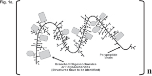 Loci and motifs of the GalNAcα1 → 3/O related glycotopes in the mammalian glycoconjugates and their lectin recognition roles.