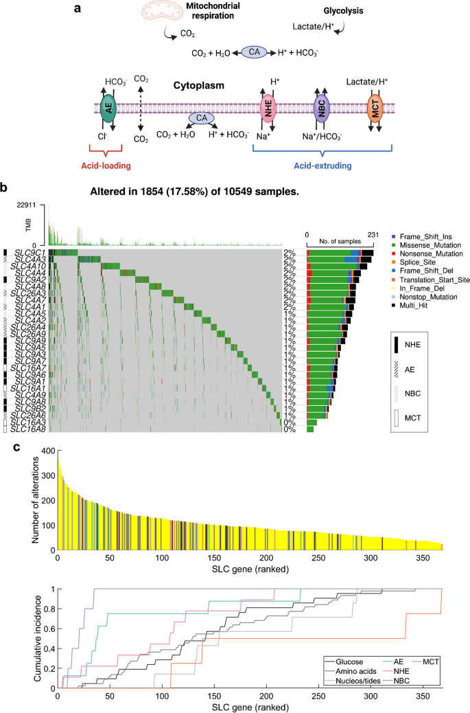 What can we learn about acid-base transporters in cancer from studying somatic mutations in their genes?