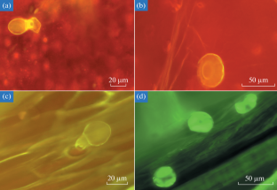 Morphological Diversity of the Glandular Trichomes in Stachys sylvatica and Clinopodium vulgare (Lamiaceae) Epidermis