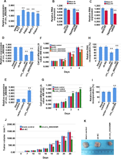 Circ_0002395 promotes aerobic glycolysis and proliferation in pancreatic adenocarcinoma cells via miR-548c-3p/PDK1 axis.