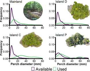 Island colonisation leads to rapid behavioural and morphological divergence in Anolis lizards